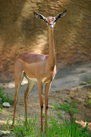 gerenuk pic